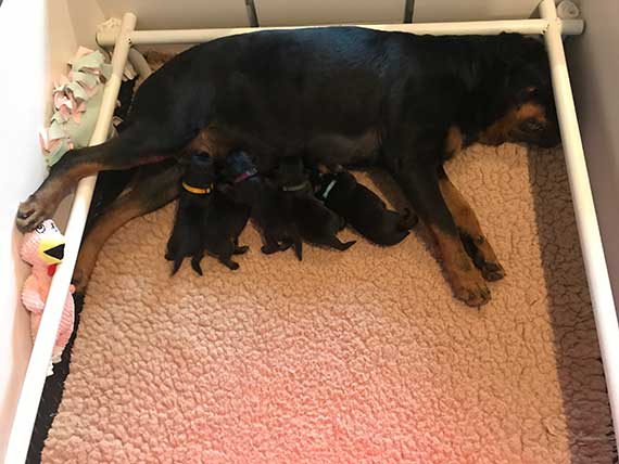 puppy's K-nest week 1